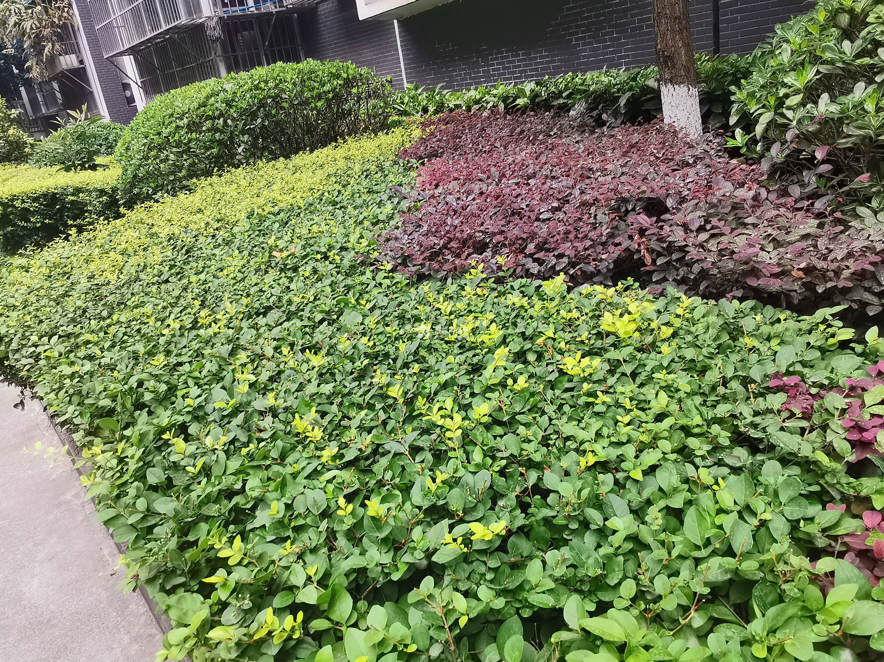 六号花园图片