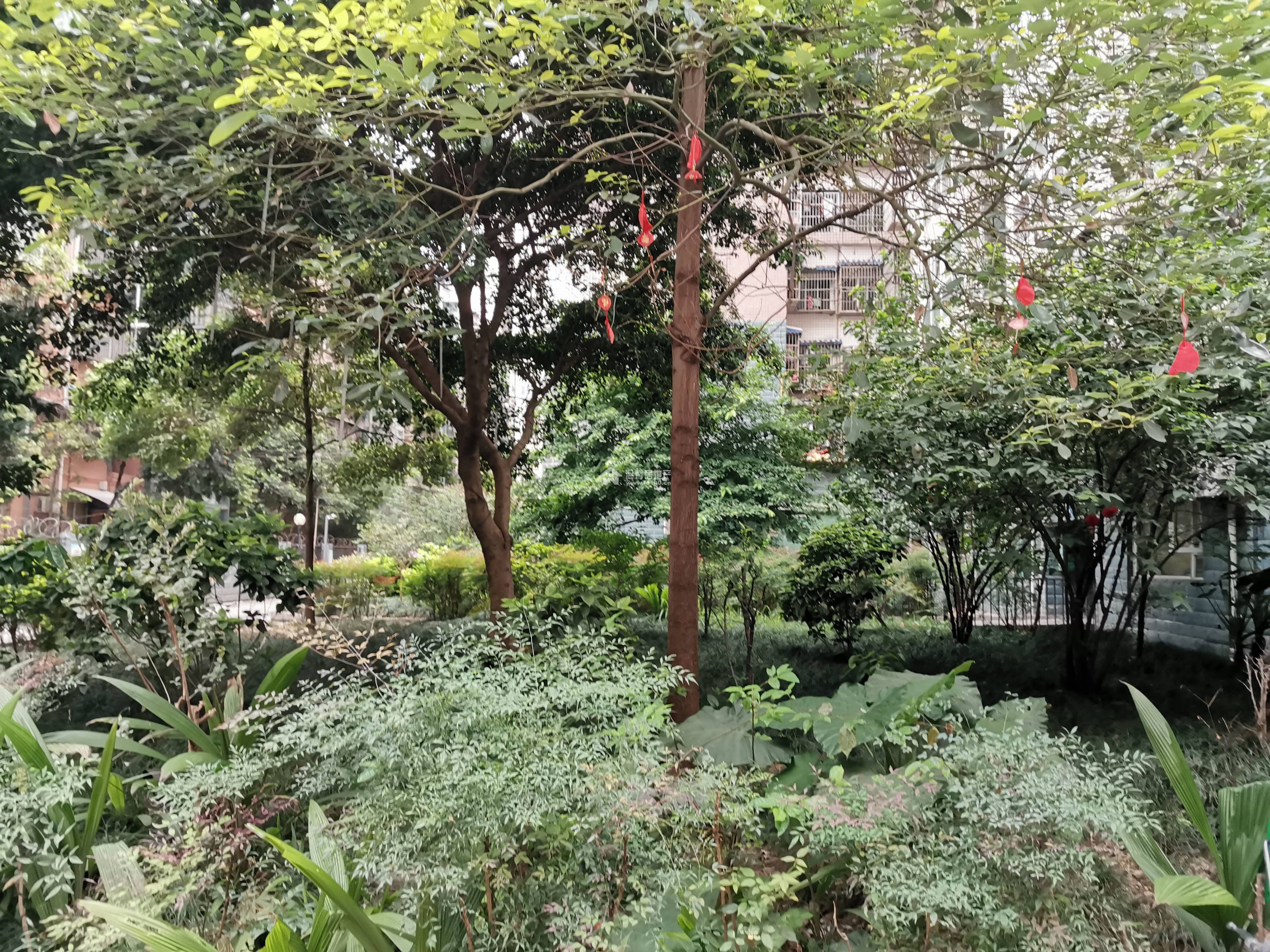 罄和家园图片