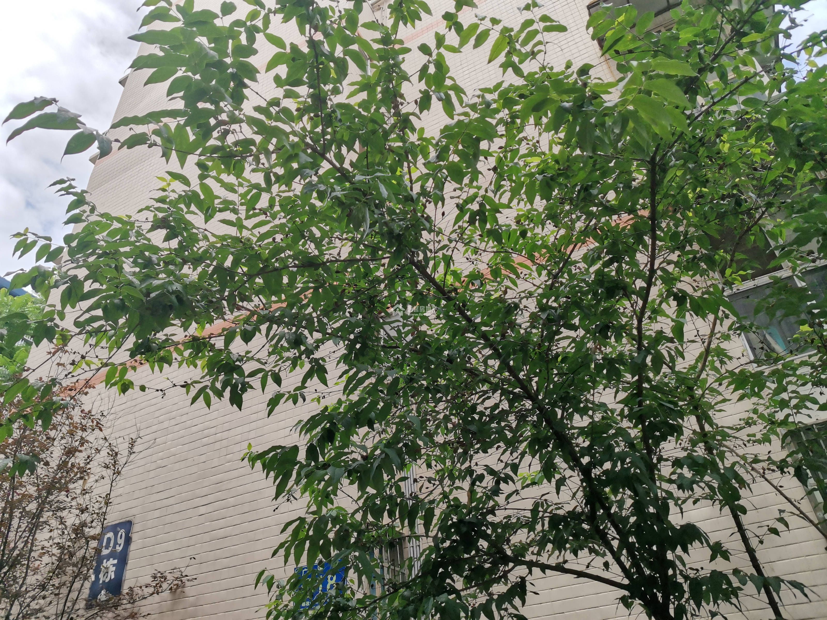 阳晨D区图片