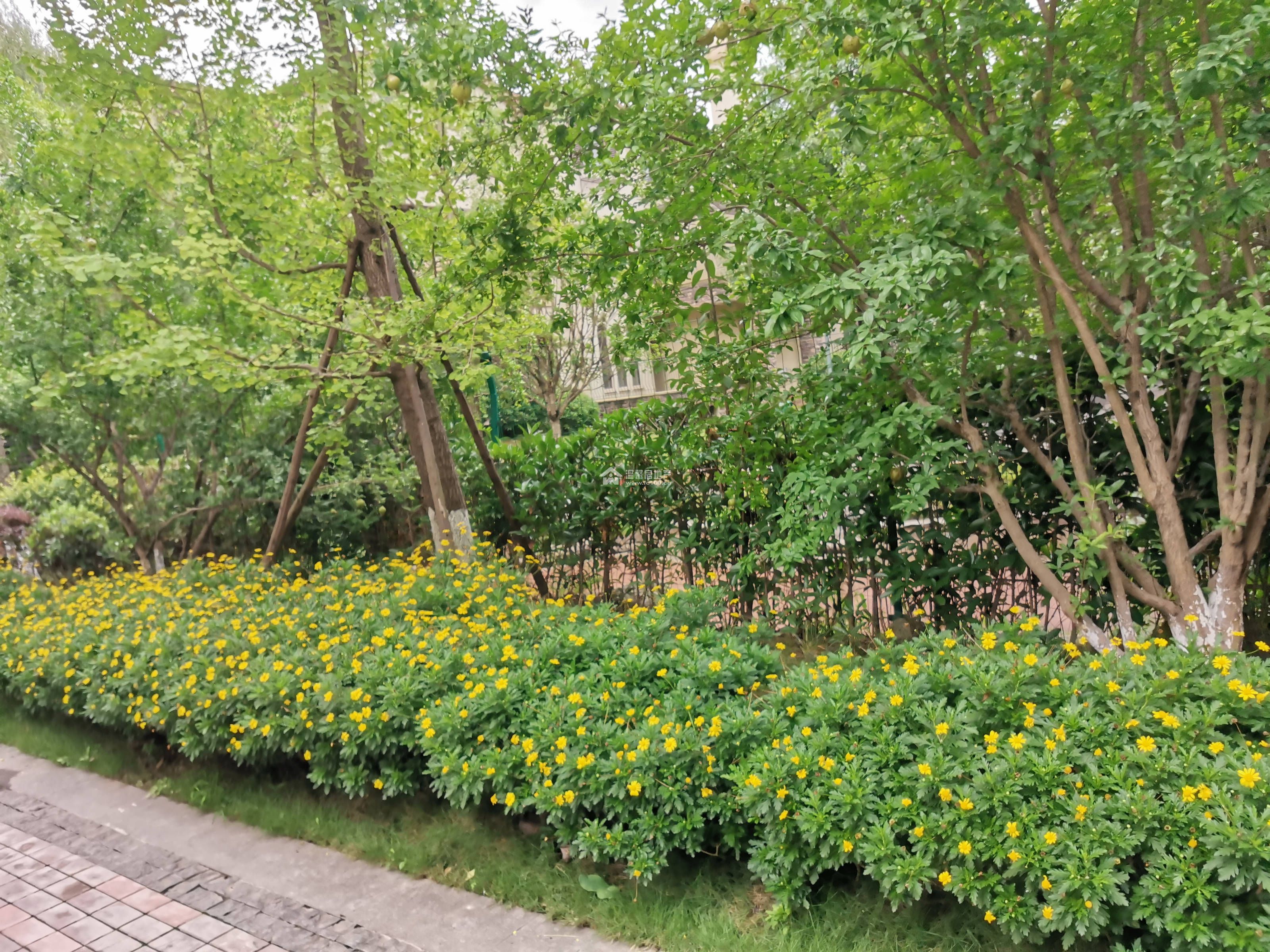 花半里图片