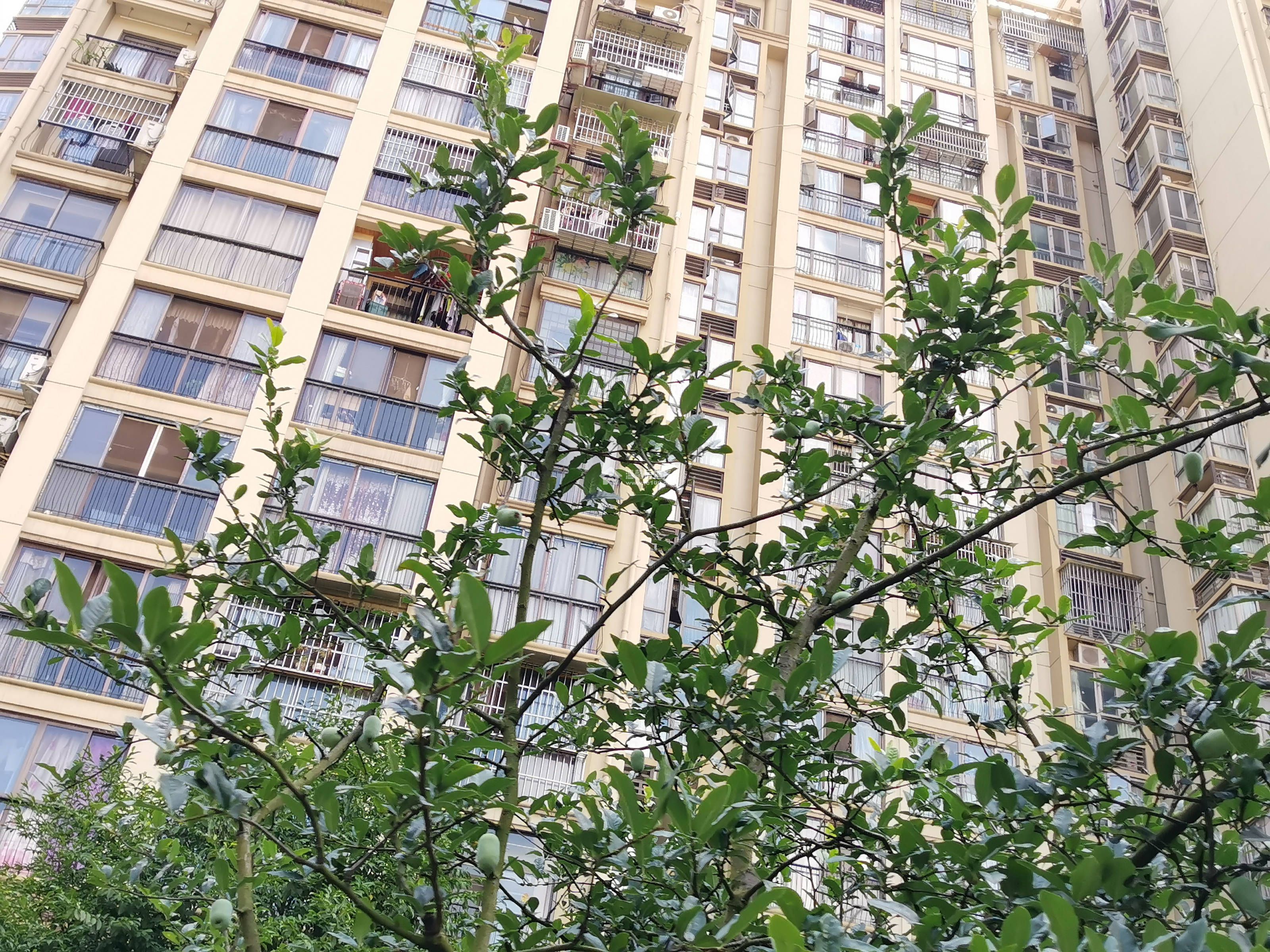 馨河湾H区图片