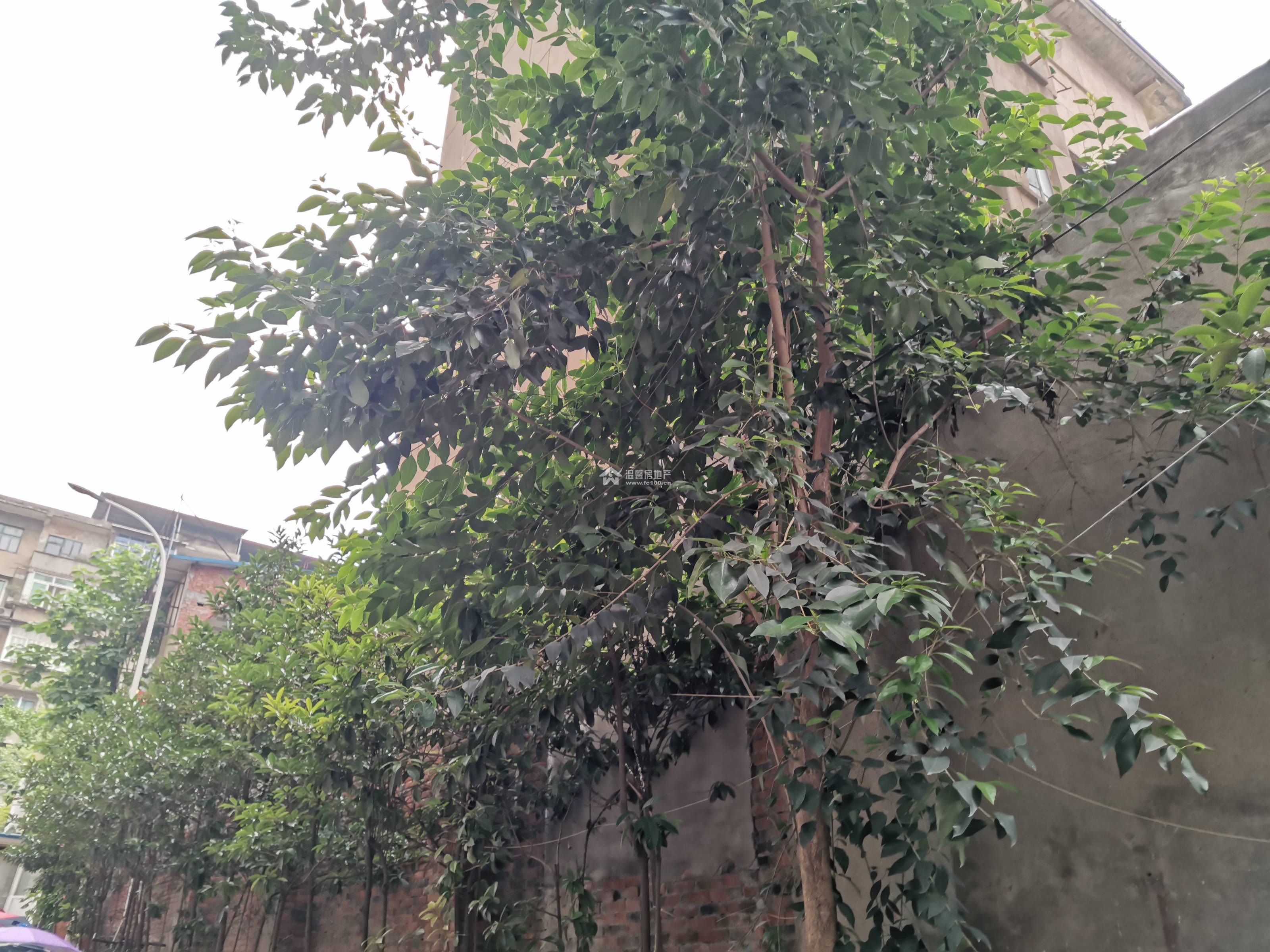 沱江家园图片