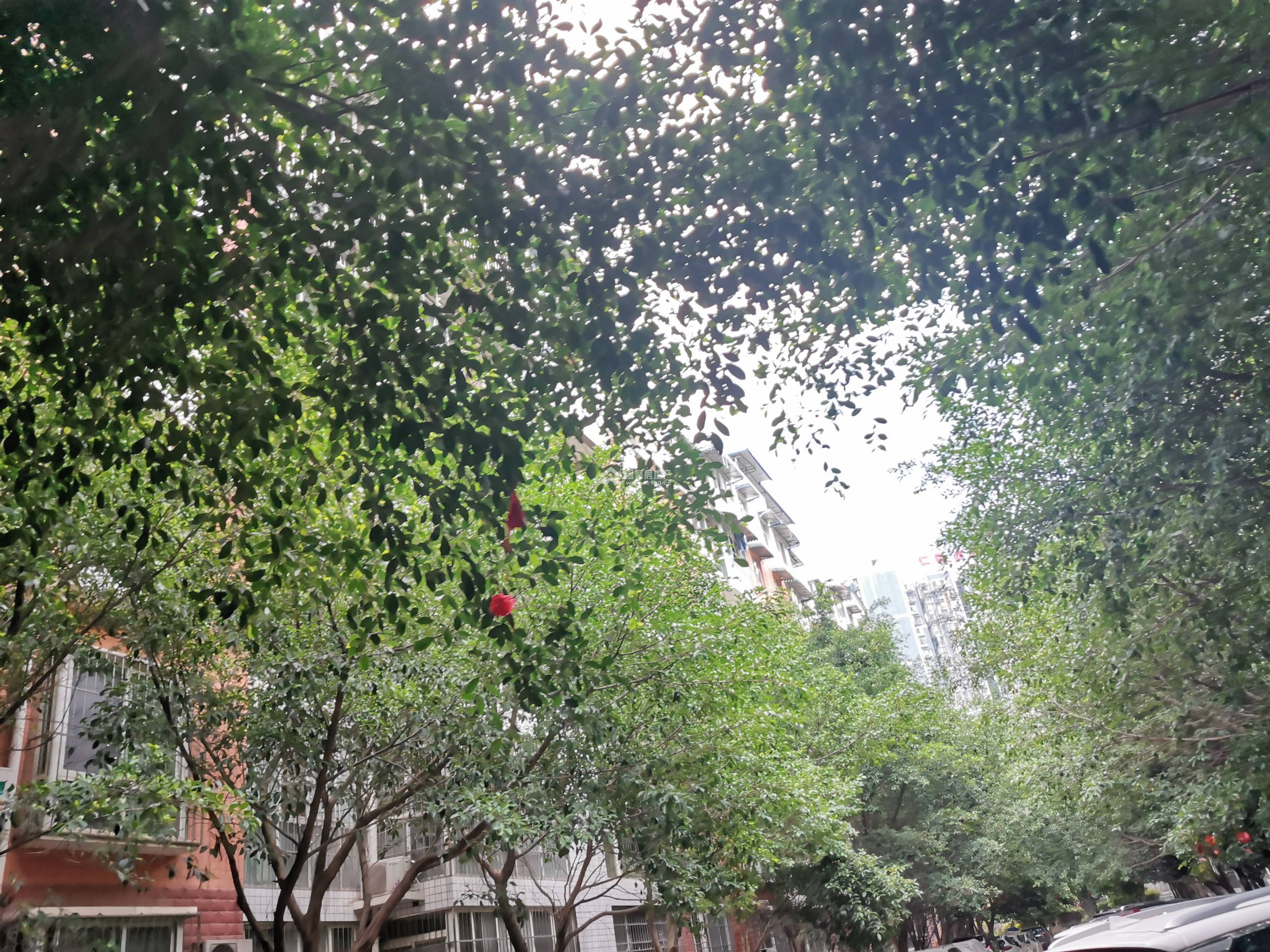 阳晨F区图片