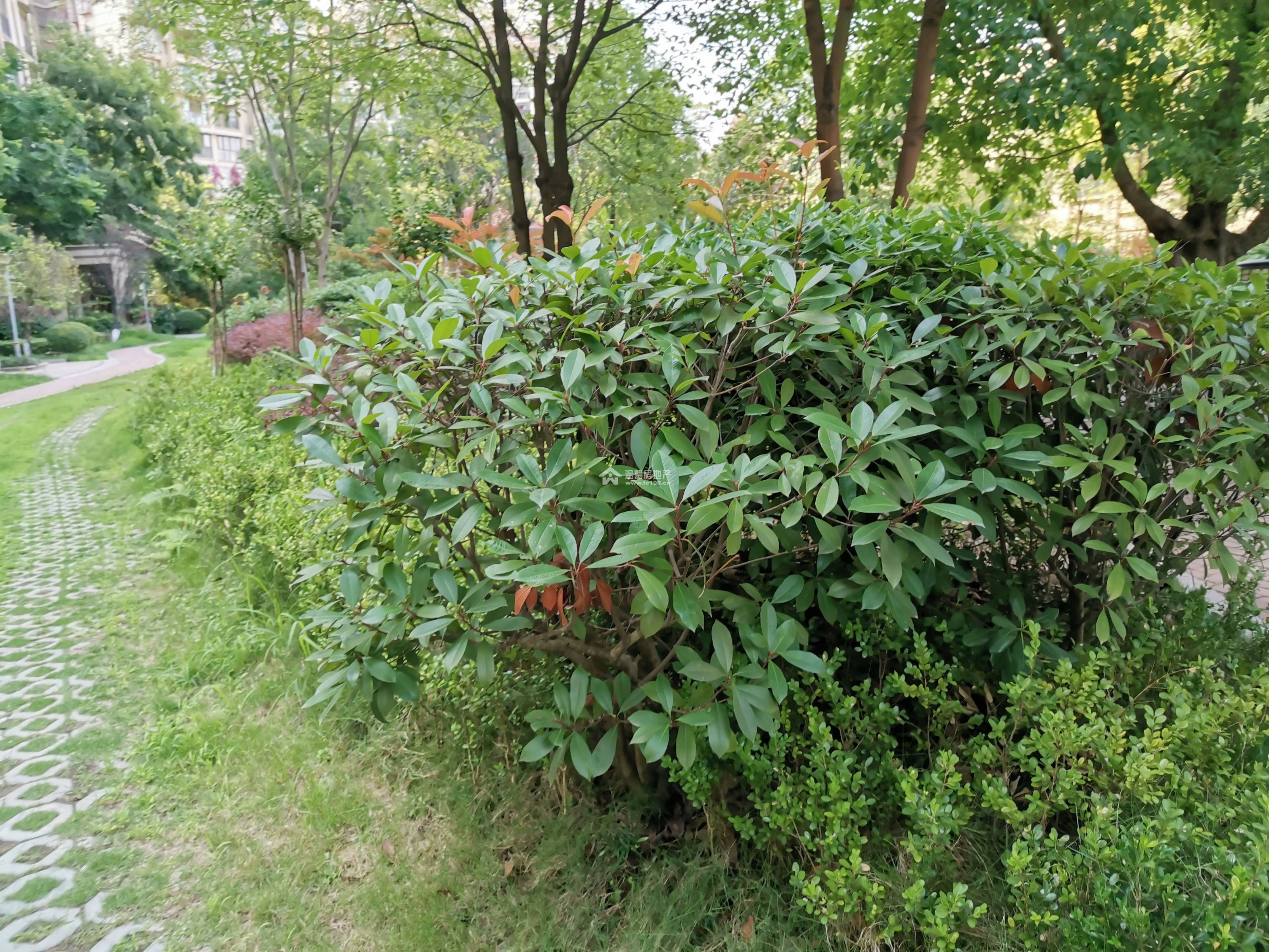 馨河湾G区图片