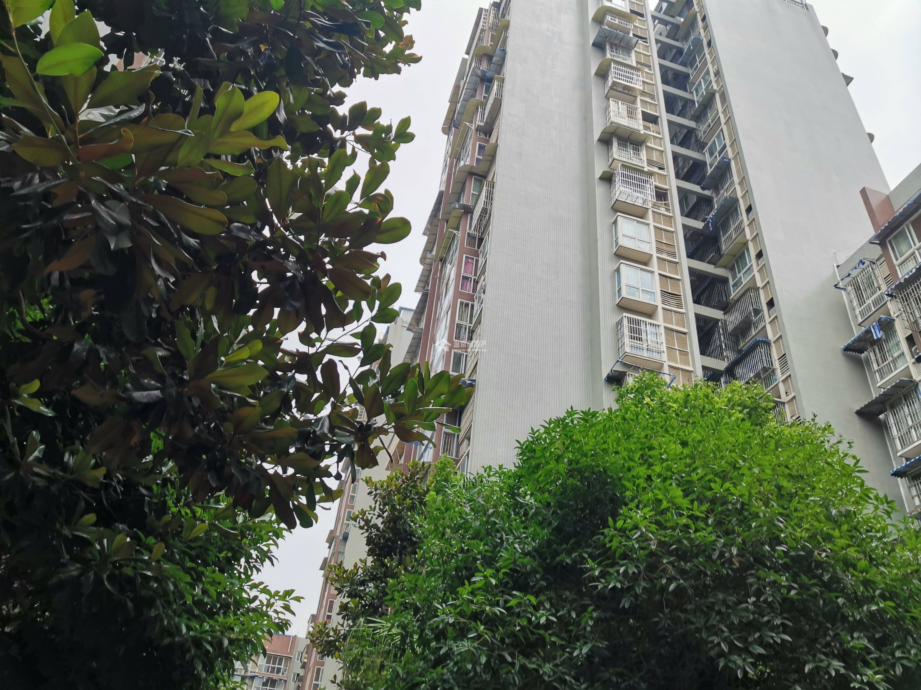 香江逸景图片