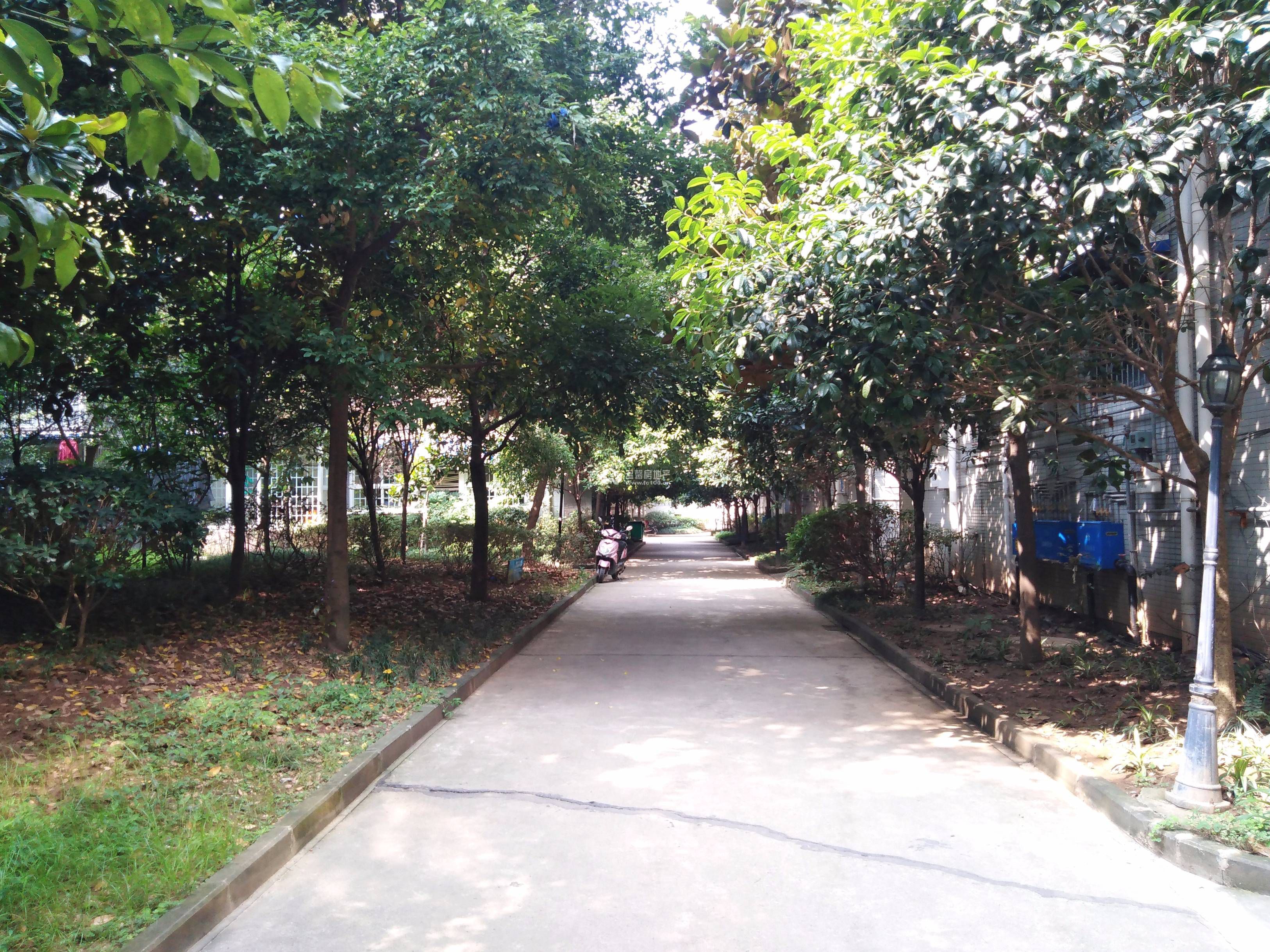 香江逸景图片