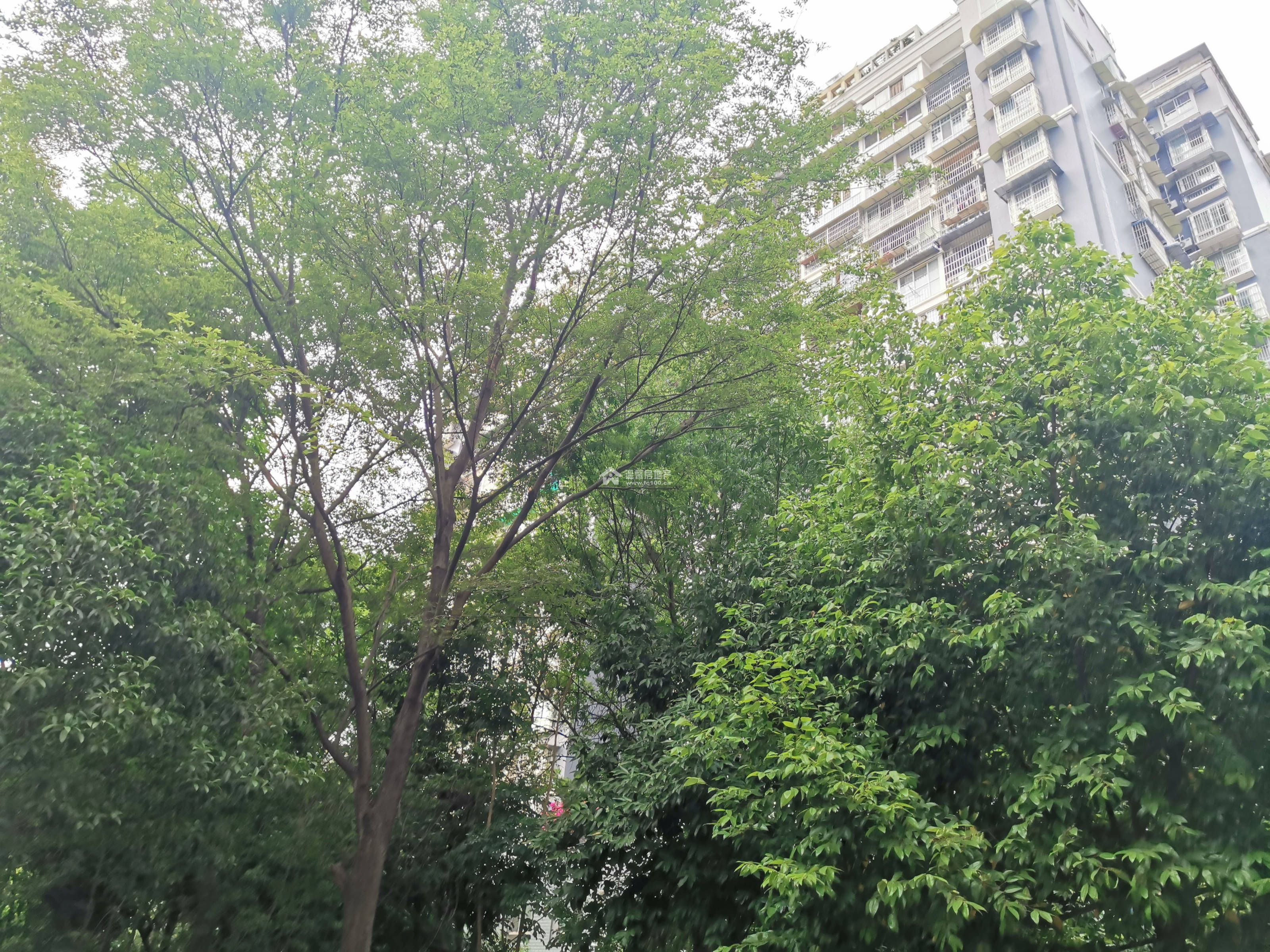 丽都苑图片