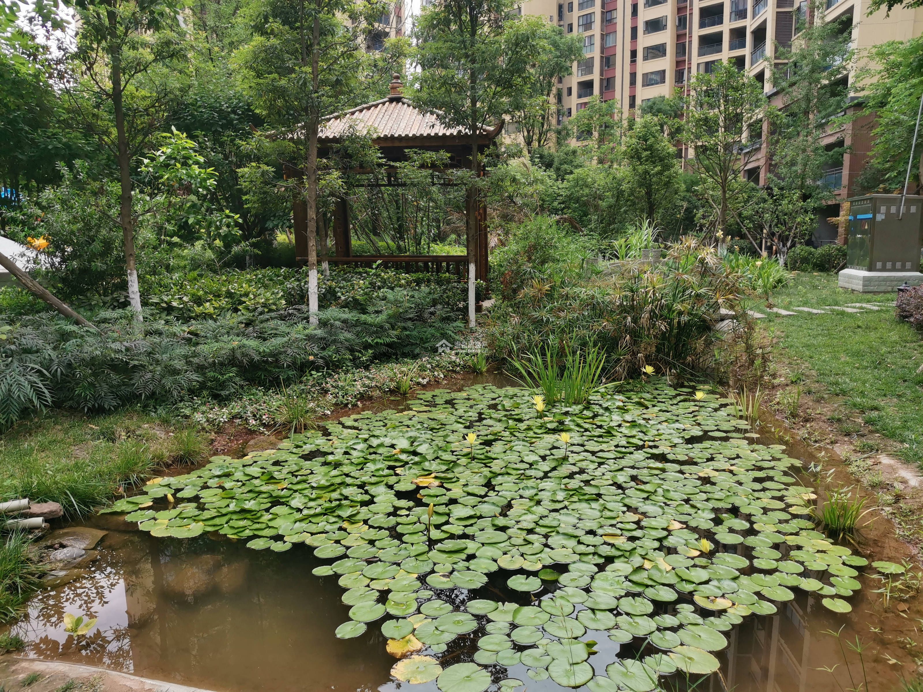 山漫锦城图片